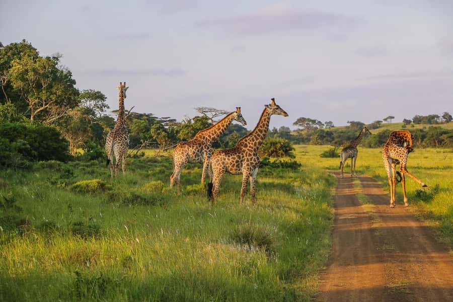 Hluhluwe-Imfolozi: Big 5 Full or Half-Day Safari - The park’s history you hear on the drive, and why it sticks