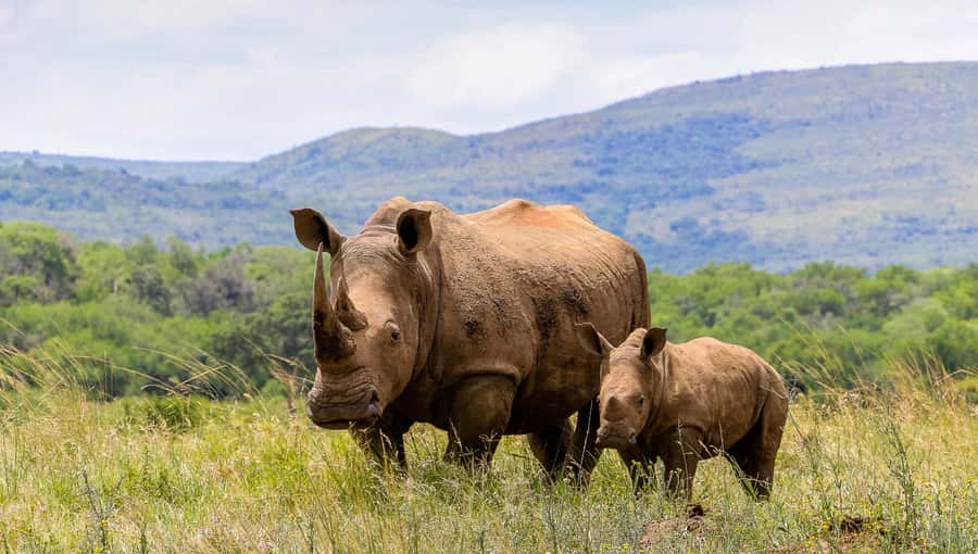 Hluhluwe-Imfolozi: Big 5 Full or Half-Day Safari - Traditional braai lunch inside the park, what to know before you go