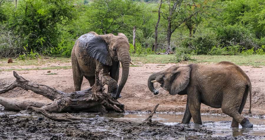 Hluhluwe-Imfolozi: Big 5 Full or Half-Day Safari - Comfort, weather, and what to pack for Hluhluwe-Imfolozi