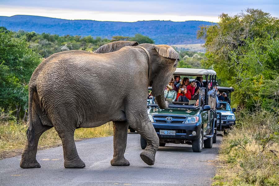 Hluhluwe-Imfolozi: Big 5 Full or Half-Day Safari - Small group safari touring, what max 9 really means