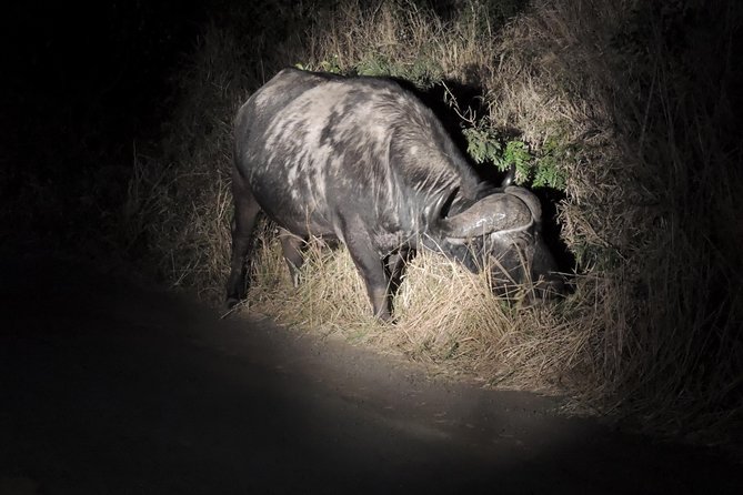 Hluhluwe/iMfolozi Game Reserve Full Day Game Drive - Timing First: The 05h00 Start and How It Changes Your Safari Odds