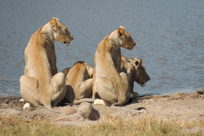 Hluhluwe/iMfolozi Game Reserve Full Day Game Drive - From Richards Bay to Nyalazi Gate: Pickup That Keeps the Day Simple