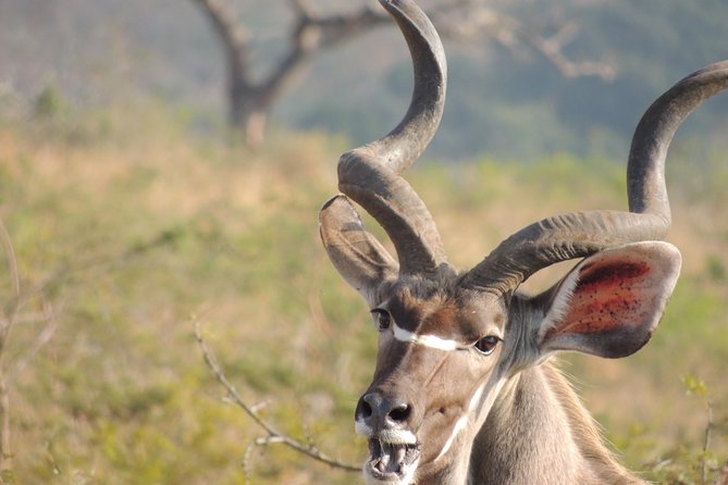 Hluhluwe/iMfolozi Game Reserve Full Day Game Drive - Who This Safari Suits Best in KwaZulu-Natal