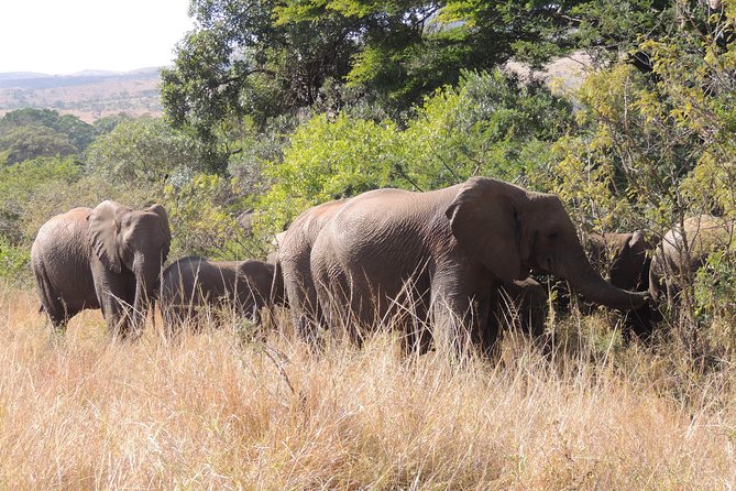 Hluhluwe/iMfolozi Game Reserve Full Day Game Drive - Morning Drives and the Nyalazi Gate Breakfast at 08h00