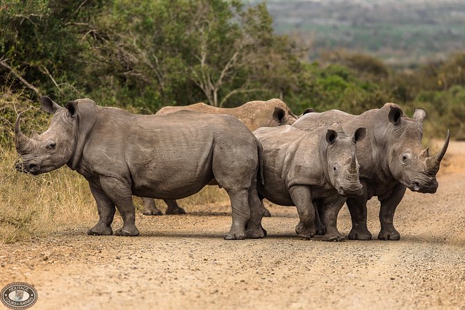 Hluhluwe-Imfolozi Park Full Day Big 5 Safari Tour - Morning game drive: your best window for big cats and wild dogs
