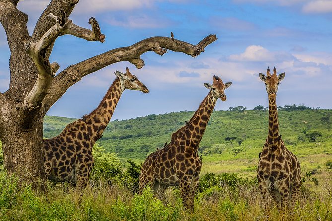 Hluhluwe-Imfolozi Park Full Day Big 5 Safari Tour - Breakfast picnic stops: fuel without killing the momentum