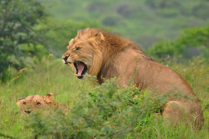 Hluhluwe-Imfolozi Park Full Day Big 5 Safari Tour - Lunch with a South African braai: a proper break