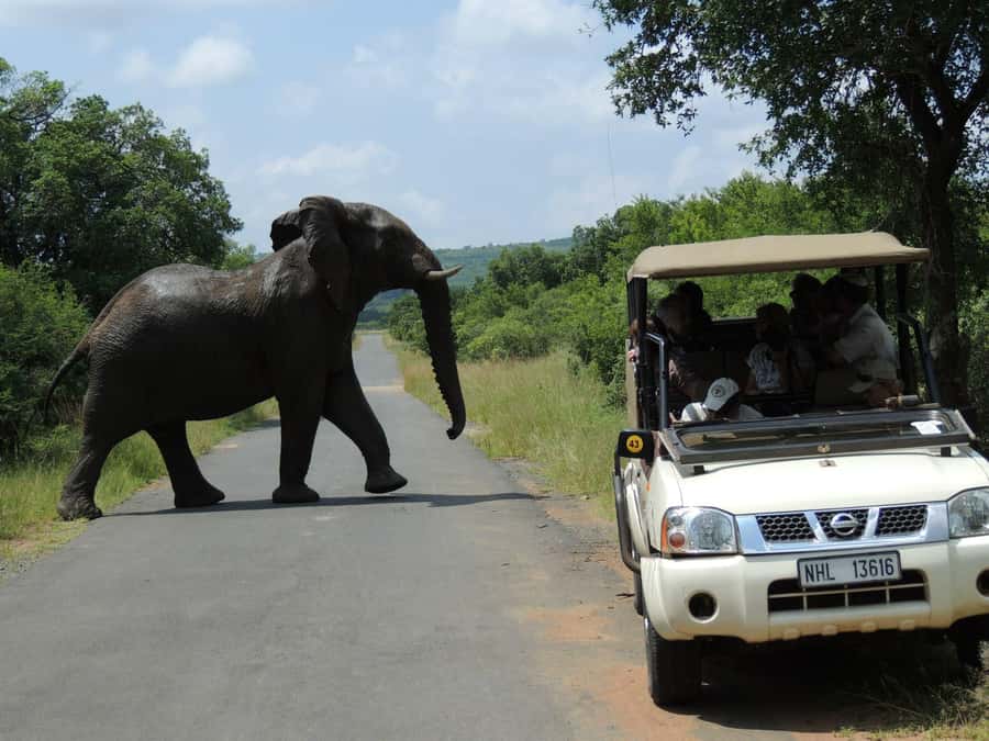 Hluhluwe-iMfolozi Park - Open Safari Vehicle Game Drives - Key highlights worth planning around
