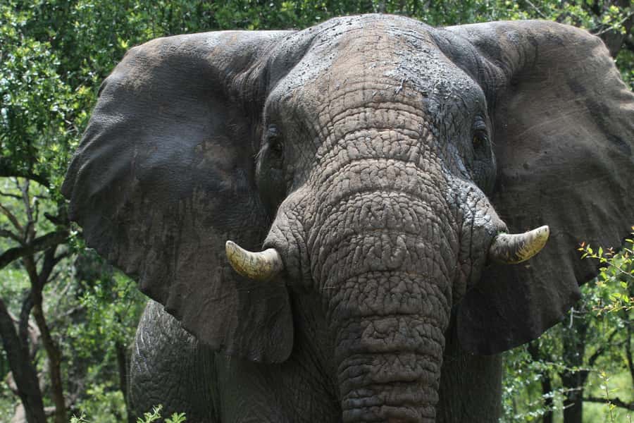 Hluhluwe-iMfolozi Park - Open Safari Vehicle Game Drives - Hluhluwe-iMfolozi Park from a no-roof vehicle: why the safari feels special