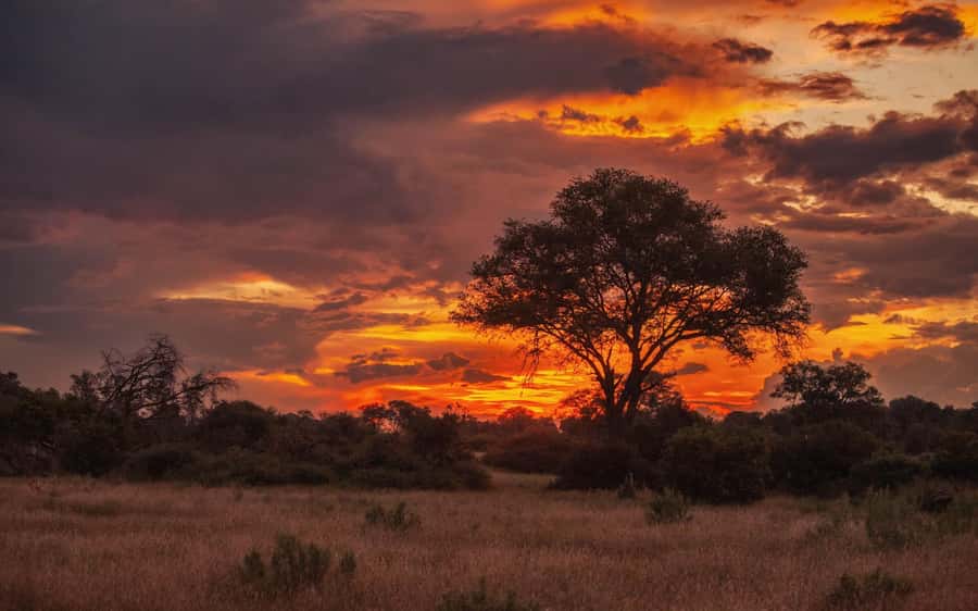 Hluhluwe-iMfolozi Park - Open Safari Vehicle Game Drives - Your guide is the real engine: local routes, careful behavior, and find-it-fast skills