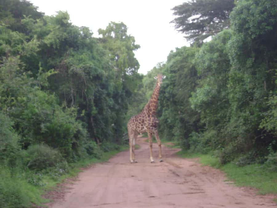 Hluhluwe-iMfolozi Park - Open Safari Vehicle Game Drives - Pick your drive length: 3, 6, or 9 hours