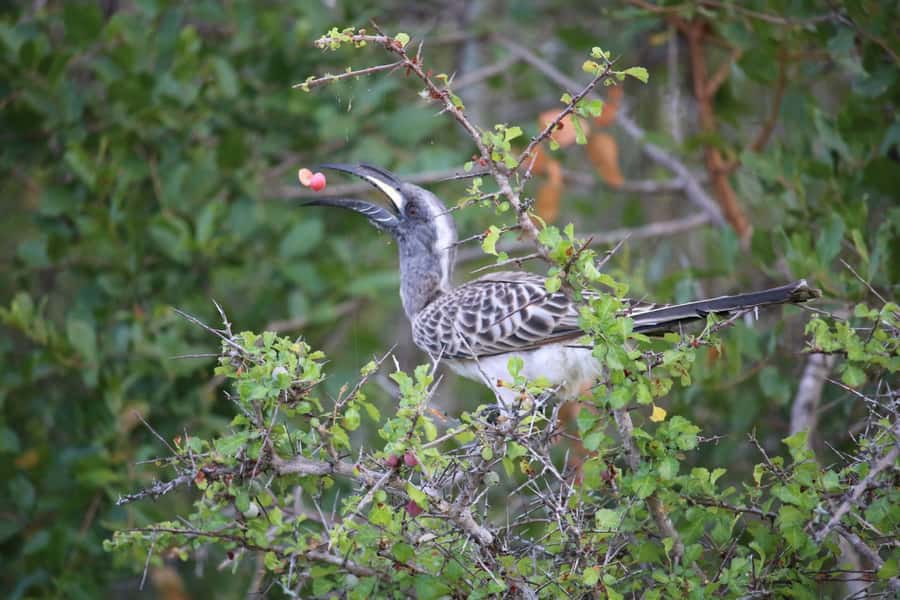 Hluhluwe-iMfolozi Park - Open Safari Vehicle Game Drives - Wildlife beyond the headlines: Big Five chances plus everyday magic