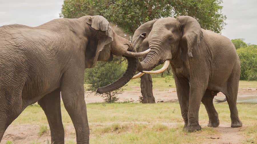 Hluhluwe-iMfolozi Park - Open Safari Vehicle Game Drives - Where you pause: hides, picnic sites, and viewpoint time