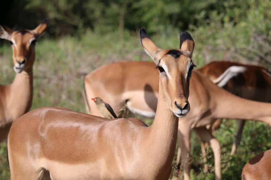 Hluhluwe-iMfolozi Park - Open Safari Vehicle Game Drives - Price and value: what $191 includes, and what it does not