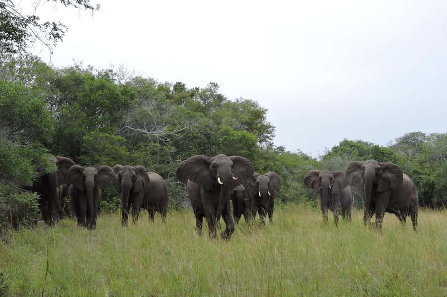 Hluhluwe-iMfolozi Park - Open Safari Vehicle Game Drives - Memorial Gate vs Nyalazi Gate: getting in and what it means for your day