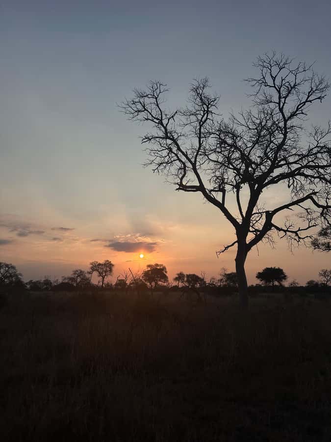 Hoedspruit: Dinner in the Bush & Safari Game Drive - Key highlights worth planning around
