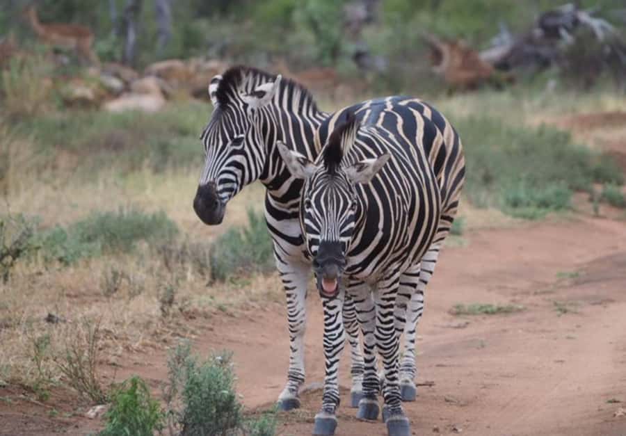 Hoedspruit: Dinner in the Bush & Safari Game Drive - 3 courses plus drinks included: budgeting without stress