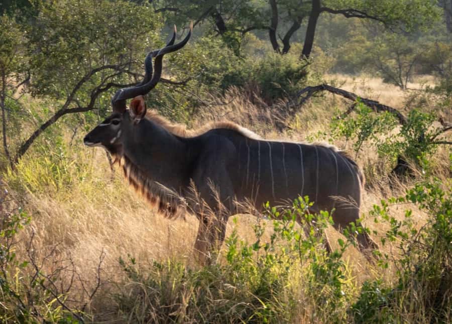 Hoedspruit: Dinner in the Bush & Safari Game Drive - Small group safari rules, and why 9 people is a sweet spot