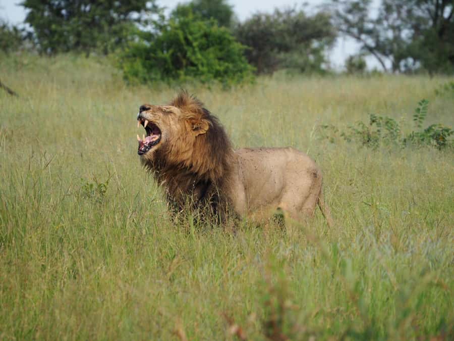 Hoedspruit: Dinner in the Bush & Safari Game Drive - Price and value in context: what $171 buys you here