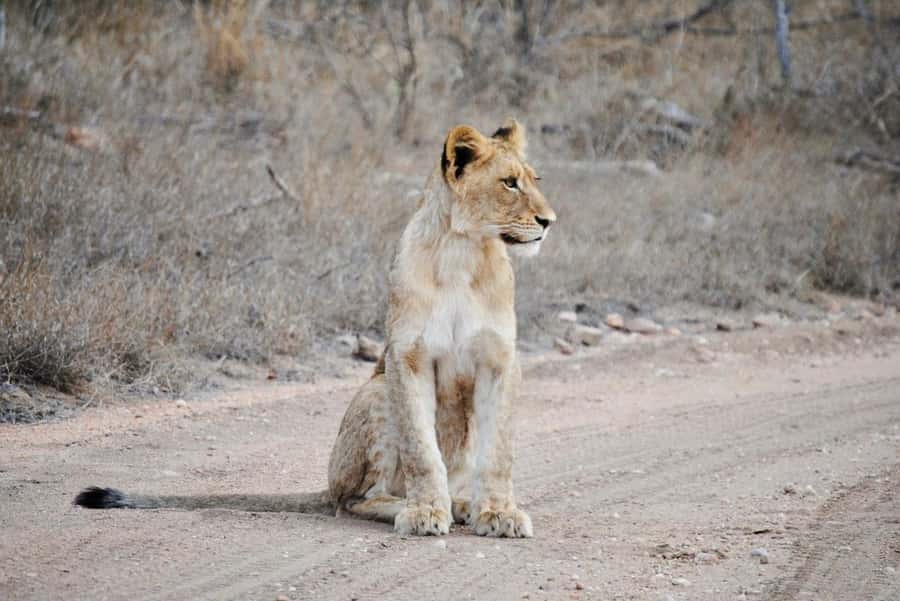 Hoedspruit: Evening Safari In Greater Kruger Private Reserve - The 210 Minutes That Make This Feel Like a Real Safari