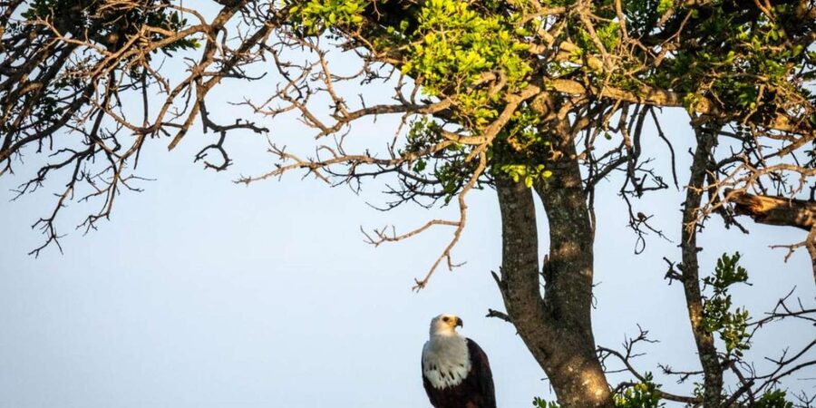 Hoedspruit: Evening Safari In Greater Kruger Private Reserve - What the Sundowner Stop Gives You, Beyond the Drink