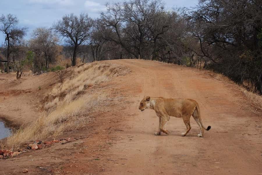 Hoedspruit: Evening Safari In Greater Kruger Private Reserve - Vehicle Comfort and Small Group Size, Up to 9 People