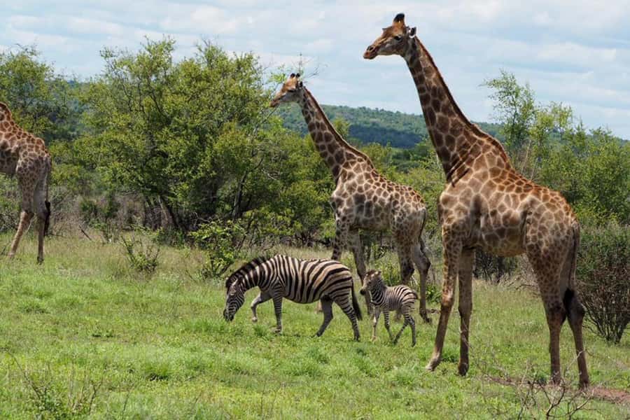 Hoedspruit: Evening Safari In Greater Kruger Private Reserve - Price and Value at $89: What You’re Actually Buying
