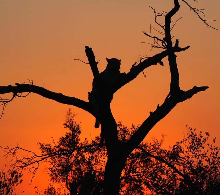 Hoedspruit: Evening Safari In Greater Kruger Private Reserve - Who Should Book This Safari, and Who Might Want to Skip It