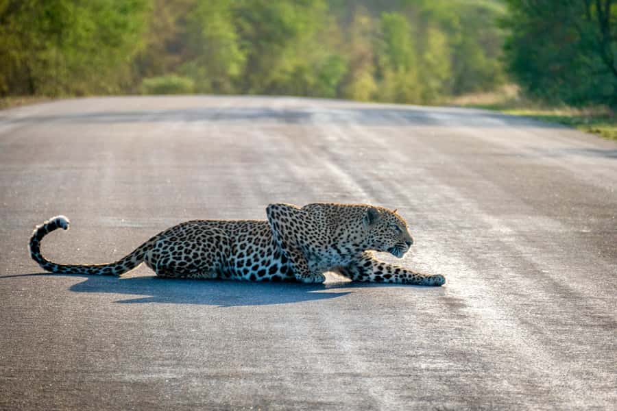 Hoedspruit: Full Day in ICONIC Kruger National Park - A Full-Day Kruger Safari From Hoedspruit, Built for Sightings