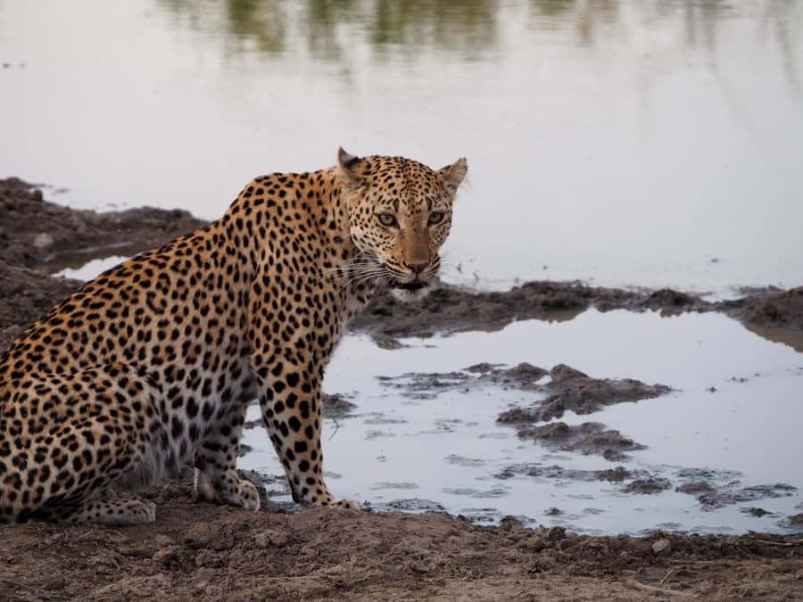 Hoedspruit: HALF Day in the Iconic Kruger National Park! - Key things to know before you go