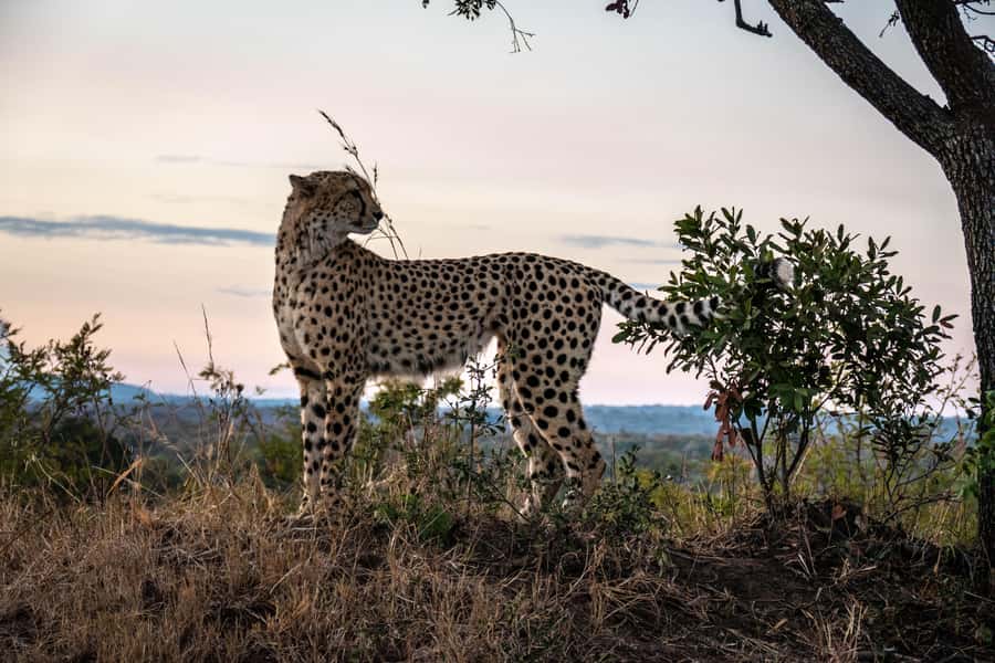 Hoedspruit: HALF Day in the Iconic Kruger National Park! - Morning start: coffee, tea, and rusks before the wildlife hunt