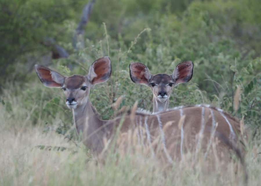 Hoedspruit: HALF Day in the Iconic Kruger National Park! - How the guide helps you spot animals (and why the explanations matter)