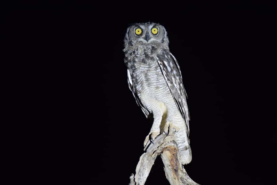 Hoedspruit: HALF Day in the Iconic Kruger National Park! - Wildlife viewing across Kruger’s different ecosystems