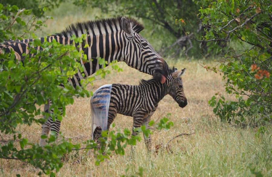 Hoedspruit: HALF Day in the Iconic Kruger National Park! - Timing, duration, and why this is a good fit for limited time