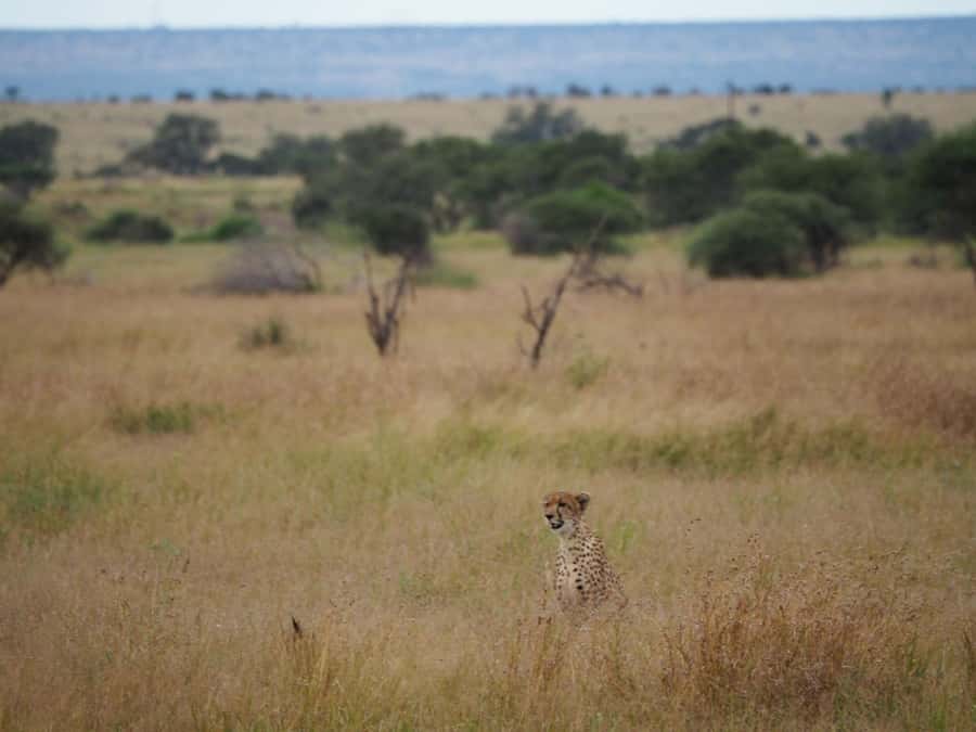 Hoedspruit: HALF Day in the Iconic Kruger National Park! - Pickup options and the reality of the drive to Kruger