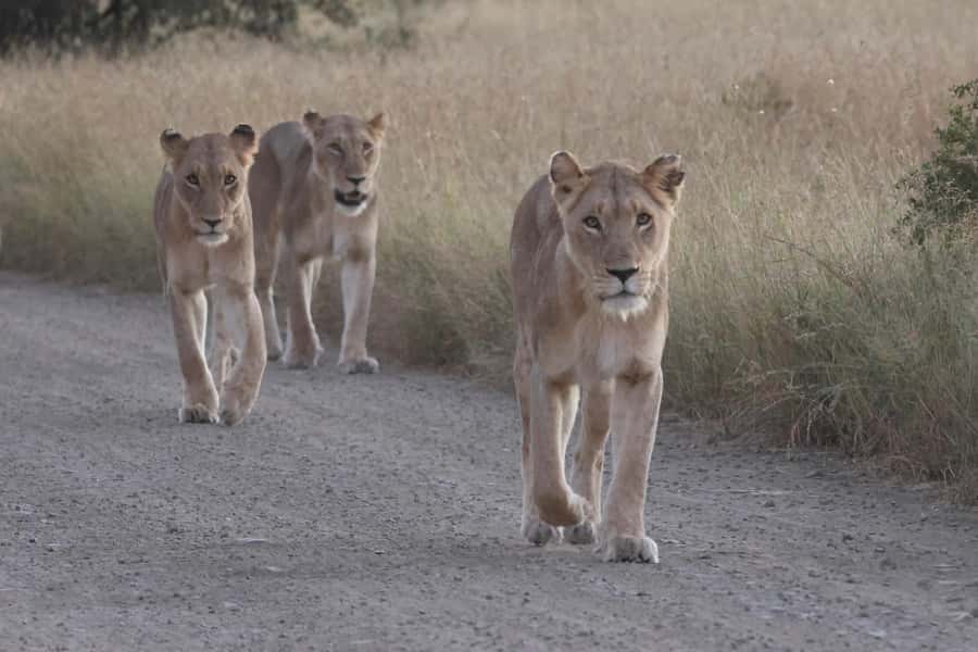 Hoedspruit: Private Kruger National Park Full-Day Safari - Hoedspruit pickup makes your Kruger day feel easy