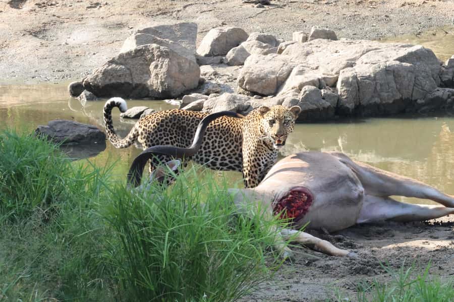 Hoedspruit: Private Kruger National Park Full-Day Safari - Why the guide makes or breaks the safari