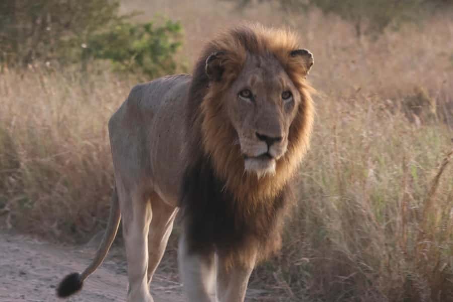 Hoedspruit: Private Kruger National Park Full-Day Safari - Practical logistics that affect your day