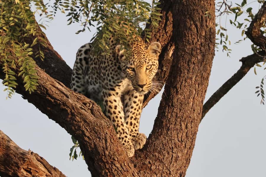 Hoedspruit: Private Kruger National Park Full-Day Safari - When this safari is the best fit