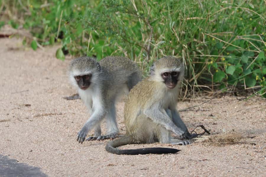 Hoedspruit: Private Kruger National Park Full-Day Safari - Should you book the Hoedspruit full-day Kruger safari?