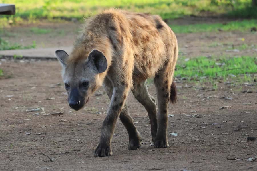 Hoedspruit: Private Kruger National Park Full-Day Safari - The 10-hour guided game drive, how the day actually plays out