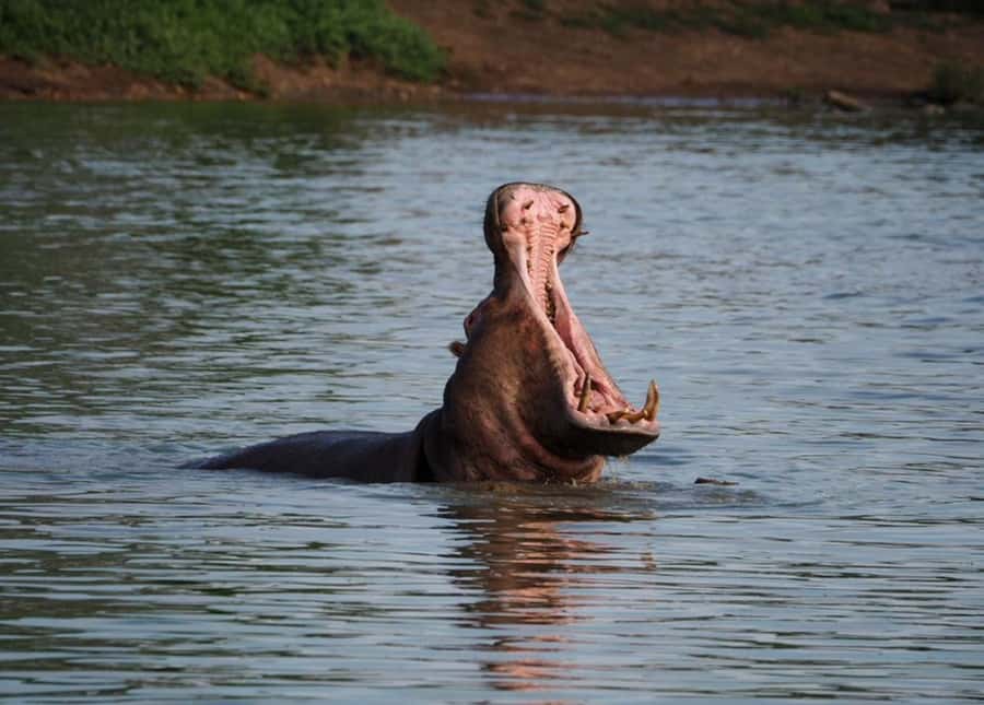 Hoedspruit: Sunrise Safari in Greater Kruger Private Reserve - Key things that make this sunrise safari worth your time