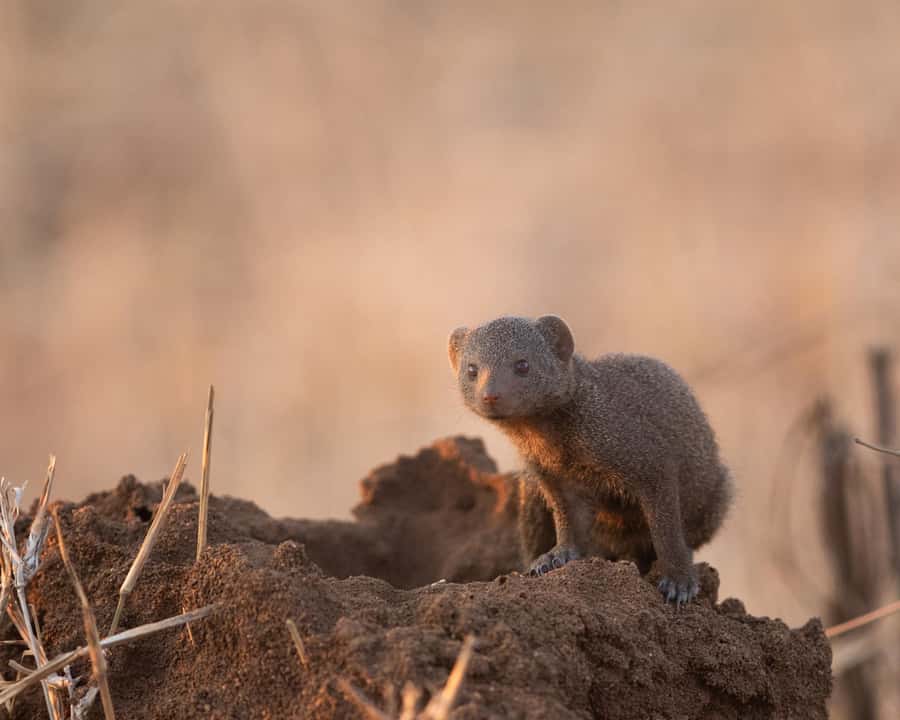 Hoedspruit: Sunrise Safari in Greater Kruger Private Reserve - Should you book this sunrise safari near Hoedspruit?