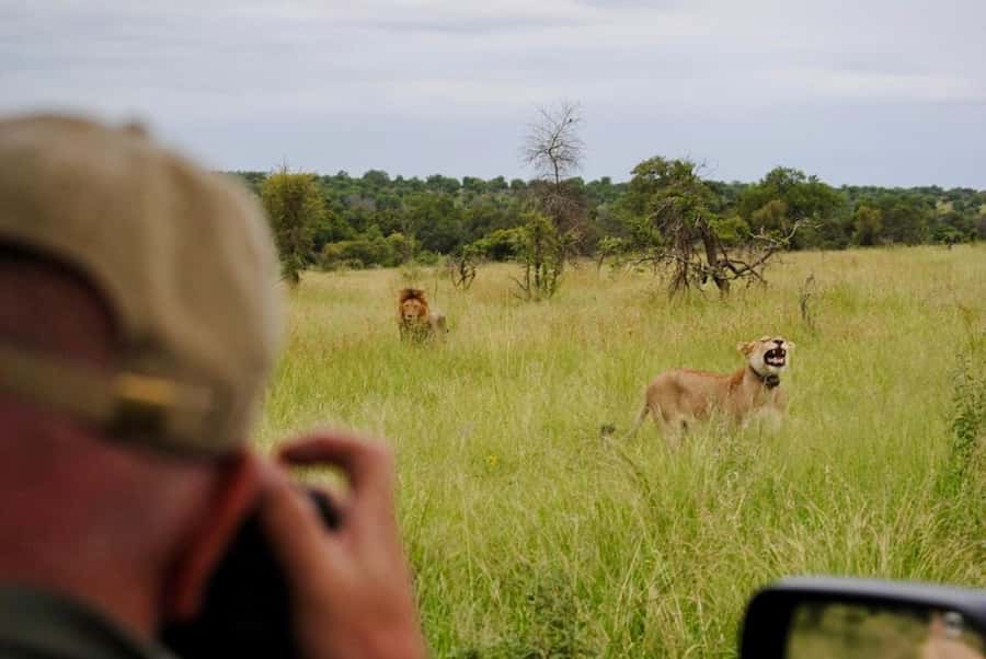Hoedspruit: Sunrise Safari in Greater Kruger Private Reserve - A 3.5-hour sunrise drive: why early matters so much here