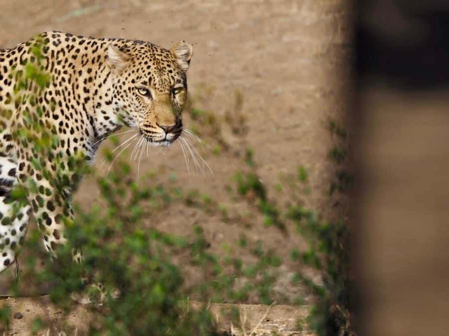 Hoedspruit: Sunrise Safari in Greater Kruger Private Reserve - What happens in the open safari vehicle (and how the guide makes it work)