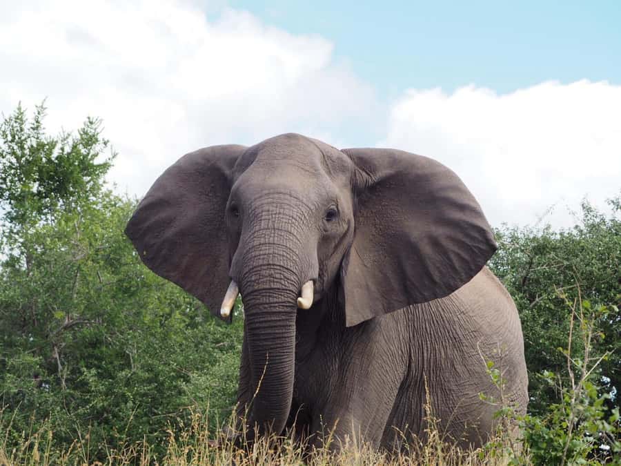 Hoedspruit: Sunrise Safari in Greater Kruger Private Reserve - The bush coffee and tea stop: small, included, and surprisingly satisfying