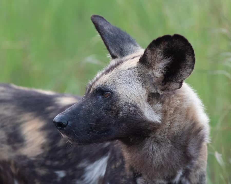 Hoedspruit: Sunrise Safari in Greater Kruger Private Reserve - How to get the most from 210 minutes (without rushing yourself)