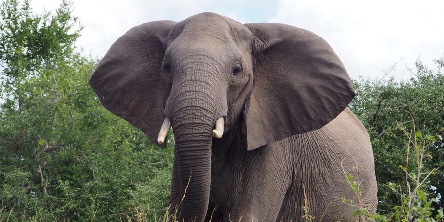 Hoedspruit: Sunrise Safari in Greater Kruger Private Reserve - Who should book this Hoedspruit sunrise safari