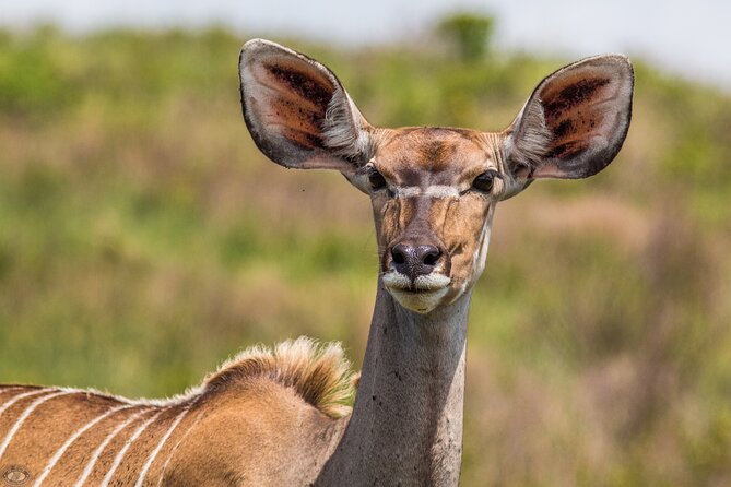 iSimangaliso Sunset Game Drive - Why the small group size (up to 6) changes the safari