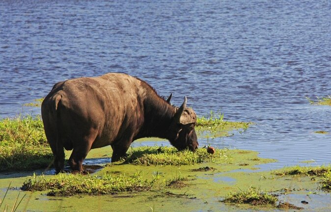 iSimangaliso Wetland Park, Full Day Tour - What a Ranger Adds (And Why It’s Not Just Bonus Entertainment)